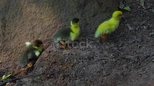 beautiful duck birds pets