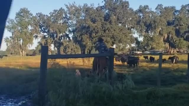 Splitting the cows