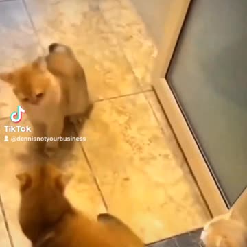 Cat learning to fight!