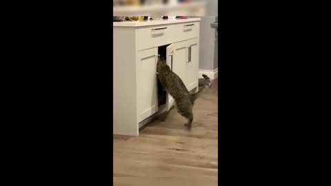 Funny animal videos - Funny cats/dogs - Funny animals Part3