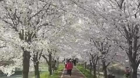 Beautiful Cherry Blossom Walkway.