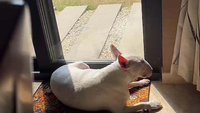 Dogs lead us into a more loving, gentle world