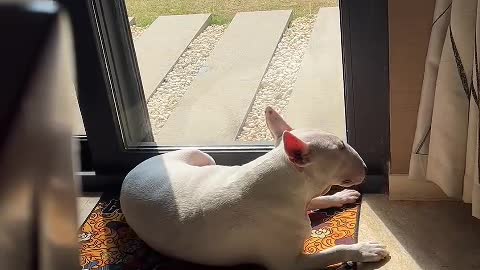 Dogs lead us into a more loving, gentle world