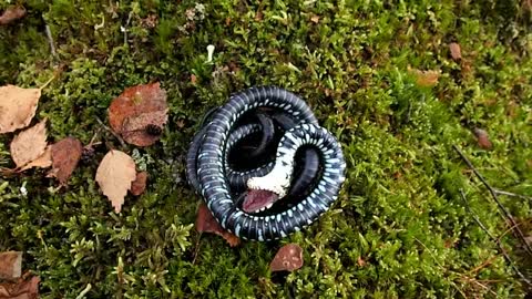 Grass Snake Plays Dead on a Cold Day