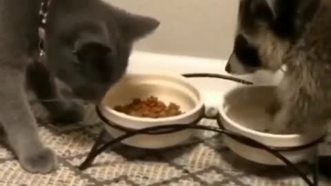 No Touching My Food