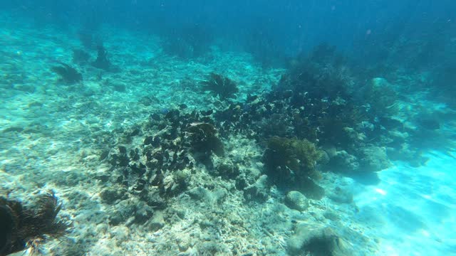 Key west snorkeling near the reef