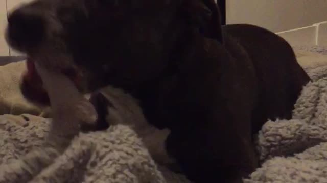 Just a dog and his bone