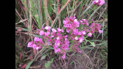 Ocean Blooms Notchleaf Sea Lavender Oct 2021