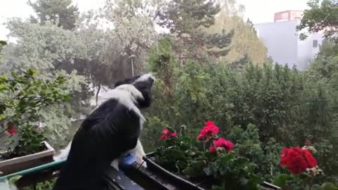 Border Collie barking at rain