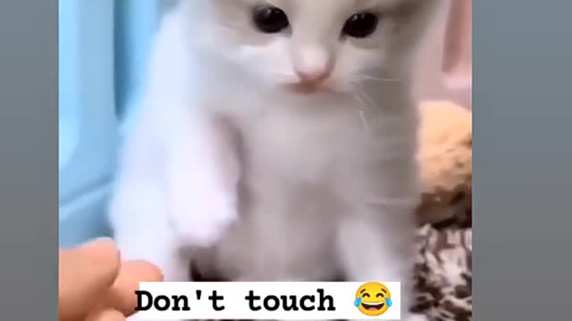 Don't touch me cute cat 😺😺😺😺