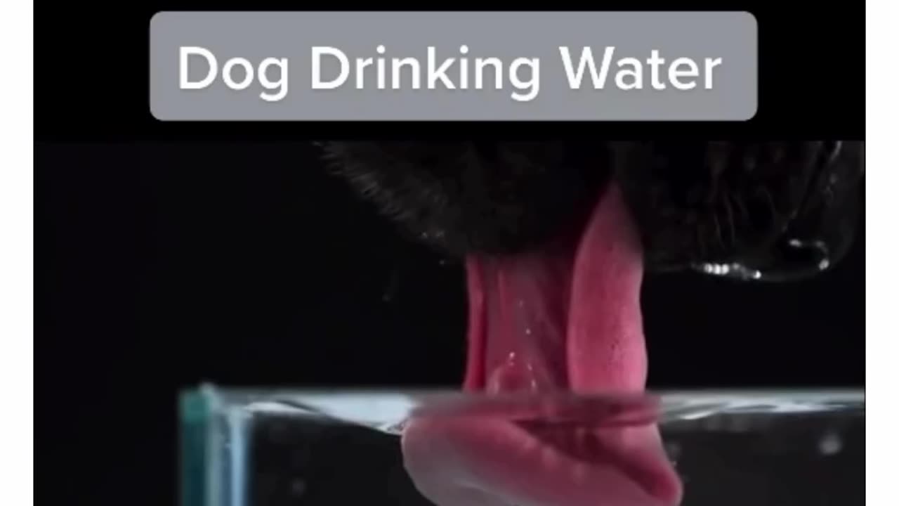 How dogs drink water works