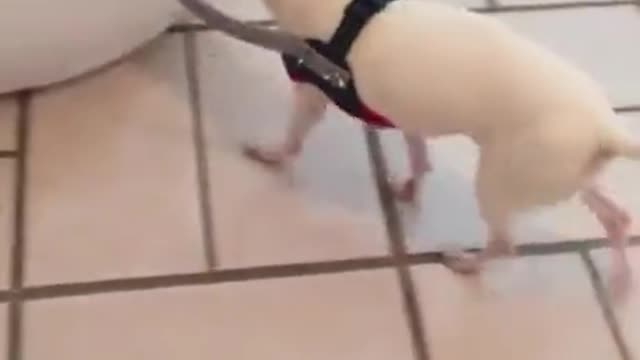 A blind dog was afraid to walk so his owner invented this device for him Its called a Halo
