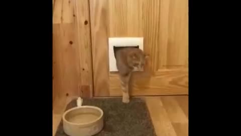 Funniest Cats Videos