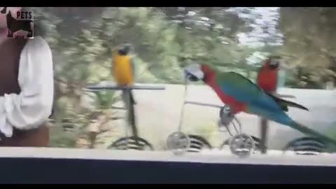 Funny parrots videos #