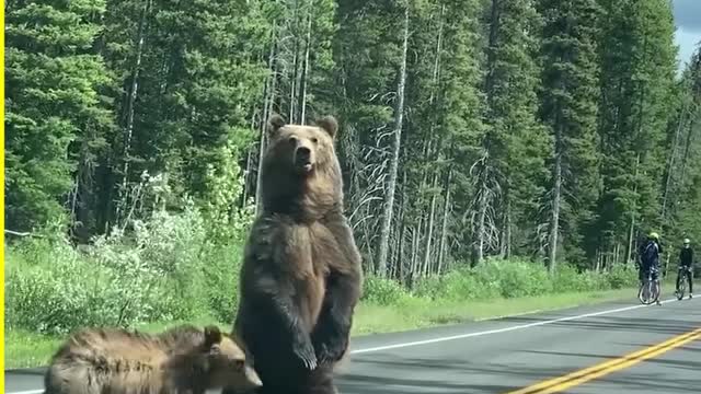 Scary Animal Encounters
