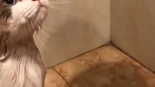 Cat's Reaction To Bathing | Funny Pets Bath time!