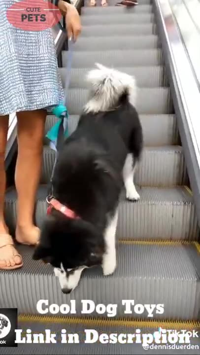 Funny Husky Dog | Try not to LAUGH | Part-3 #shorts