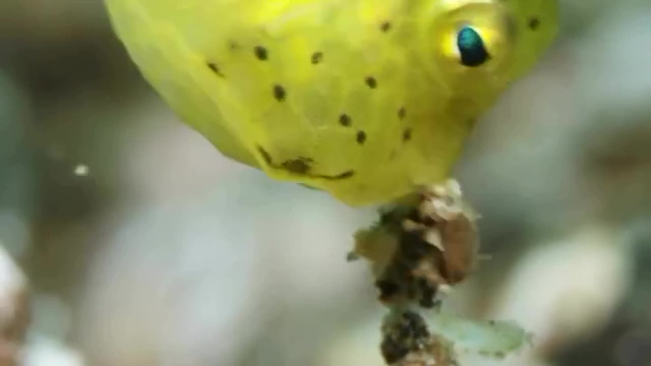 THE YELLOW BOXFISH..CUTE BUT DON’T BE FOOLED ITS EQUIPPED WITH SURPRISING DEFENSES