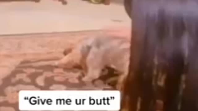 Dog "Give me it butt"🤣🤣😂😂