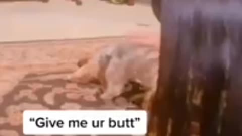 Dog "Give me it butt"🤣🤣😂😂