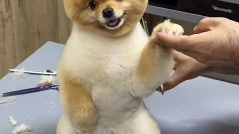 dog videos