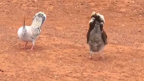 Pair of Pigeons Perform in Unison