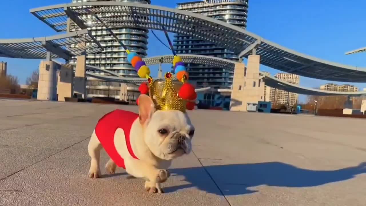 cute pet attack