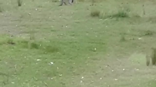 Kangaroos fight club