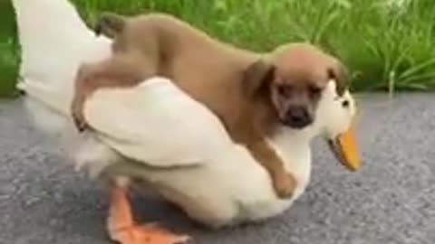 Duck and dog funny video status IN RUMBLE.COM