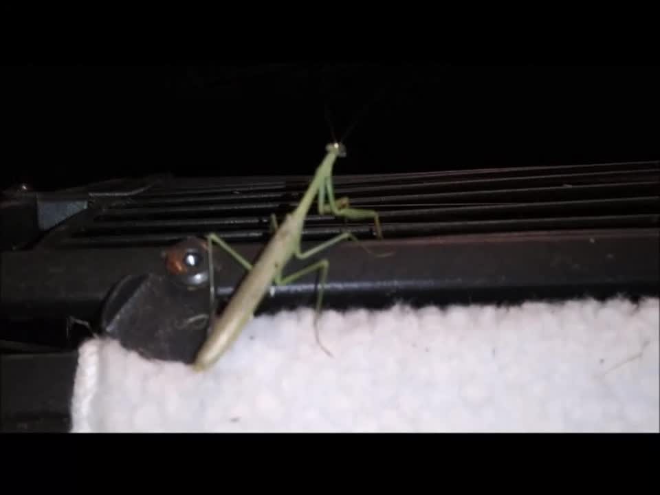 😲 Preying Mantis Comes to Visit ❤