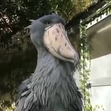 Shoebill stalk showing us it's magnificent grey feathers 5 foot tall