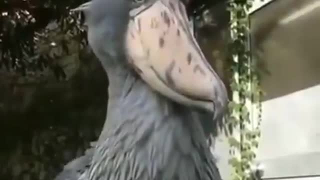 Shoebill stalk showing us it's magnificent grey feathers 5 foot tall