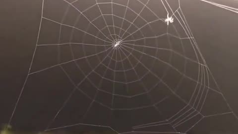 Engineering 🕸️🕷️