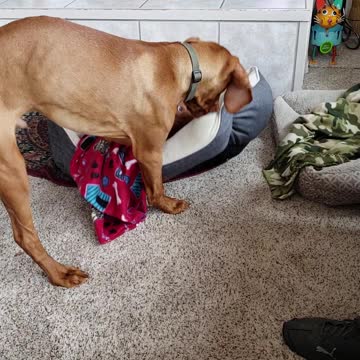 Puppy Won't Let His Older Cousin Sleep