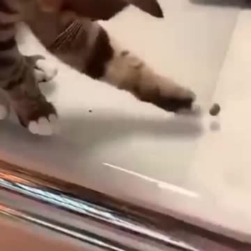 sketches 2021 Kittens