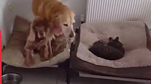 Even adorable dogs are afraid of cats