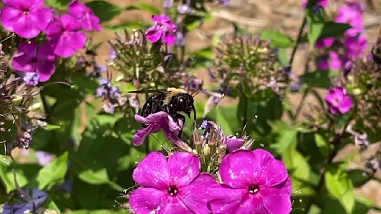 Flower hopping