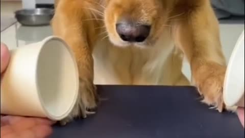 funny dog