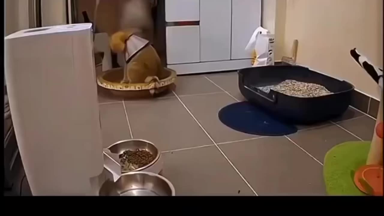 😂🤣😠Cat overreacting wait for it 😂🤣