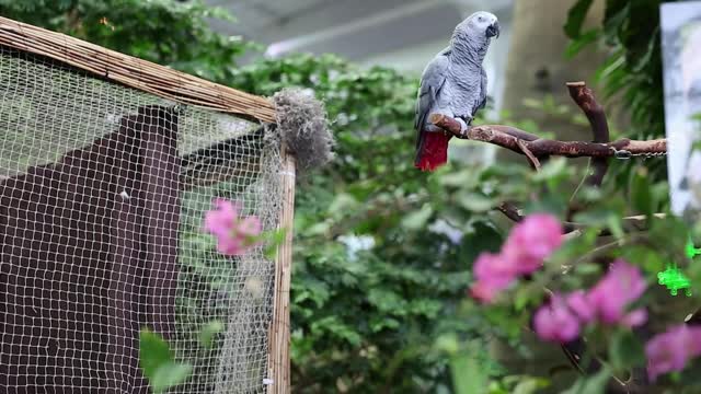 parrot at the zoo