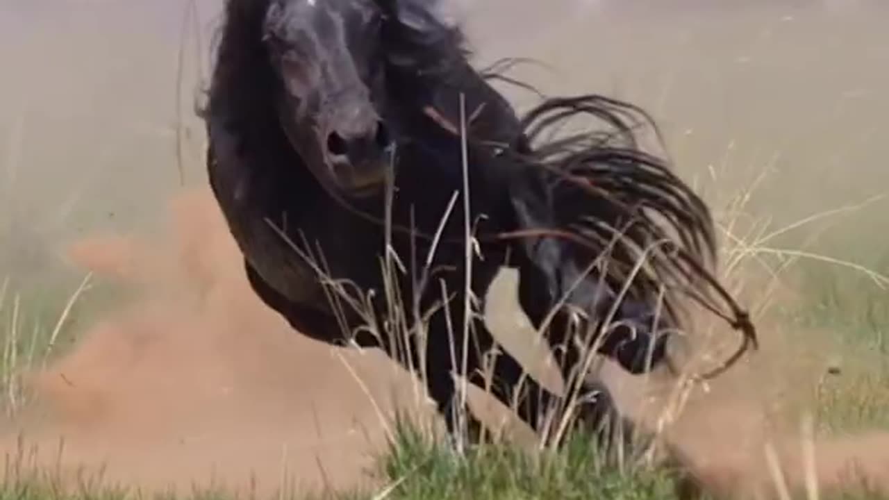 black horse running