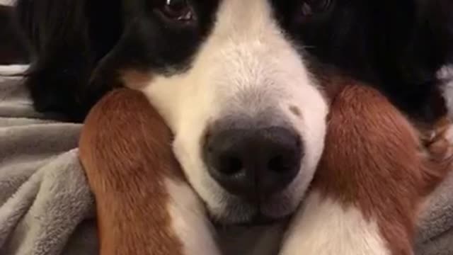 Black white brown dog laying on grey blanket staring at camera