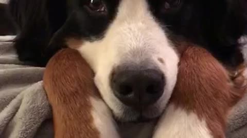 Black white brown dog laying on grey blanket staring at camera