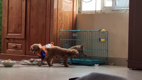 Prison Break with Poodles