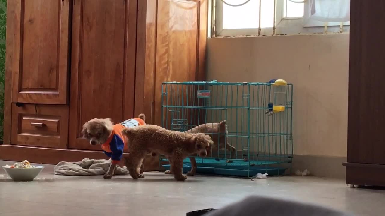 Prison Break with Poodles