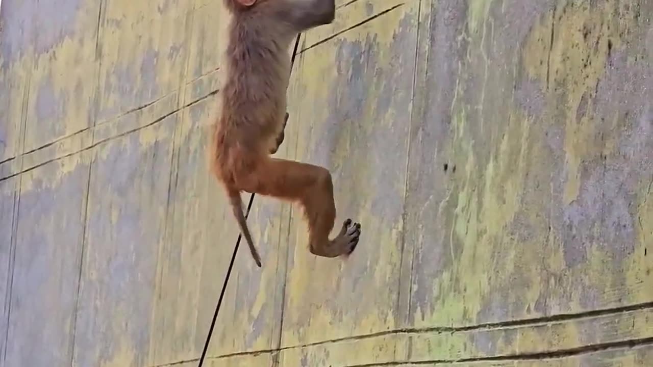 Monkey funny videos