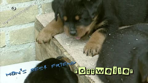 Rottweiler litter