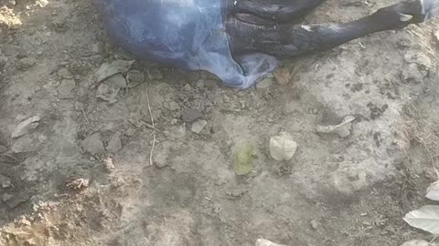 Baby Birth