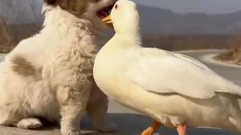 cute animals