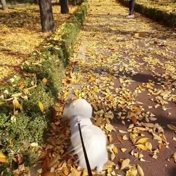 The dog walks in the autumn forest
